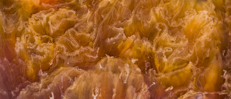 Detail Of Beach-Stranded Jellyfish